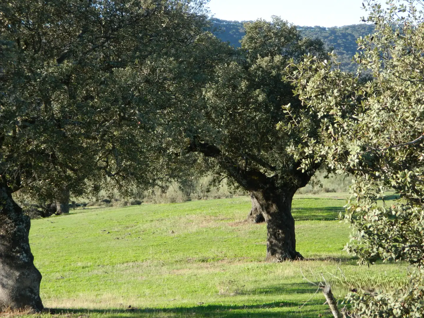 Rural land for sale in La Hispanidad - Verdeluz, imagen 9