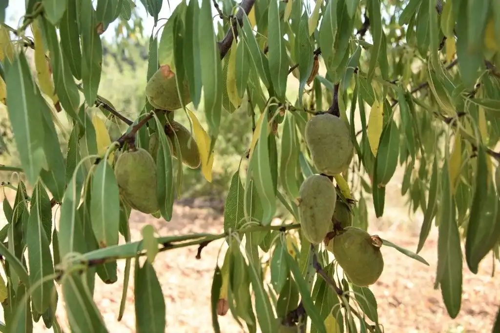 Terreni e lotti in vendita a Cretas, imagen 10