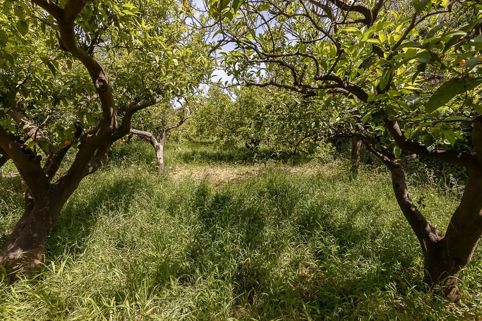 Finca rústica en venda en Sóller amb Terrassa