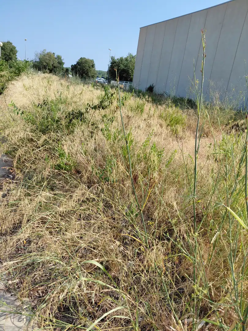 Terreno industrial en venta en Bellvei