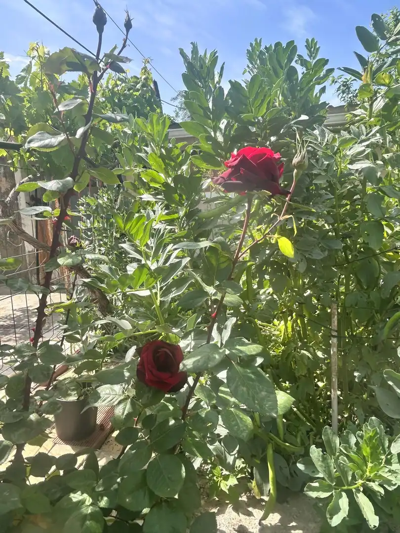 Jardí de Casa o xalet en venda en Sagunto / Sagunt amb Aire condicionat, Calefacció i Jardí privat