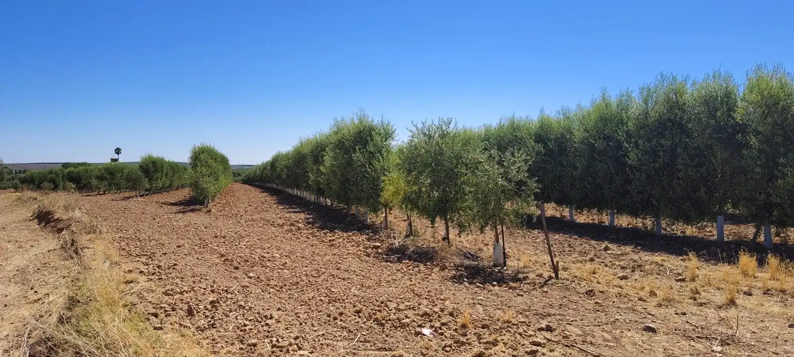 Rustikales Grundstück zum Verkauf in Calle Marchena