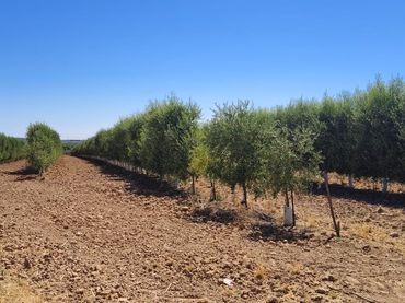 Terreno rustico in vendita a Calle Marchena