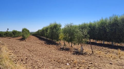 EN VENTA PARCELA DE OLIVOS CTRA . MARCHENA ECIJA (SEVILLA)