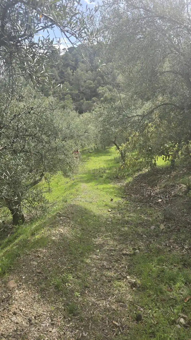 Terreno rustico in vendita a Polígono 11 Parcela 307 EL CERRILLAR. LOS GUAJARES (GRANADA), imagen 7