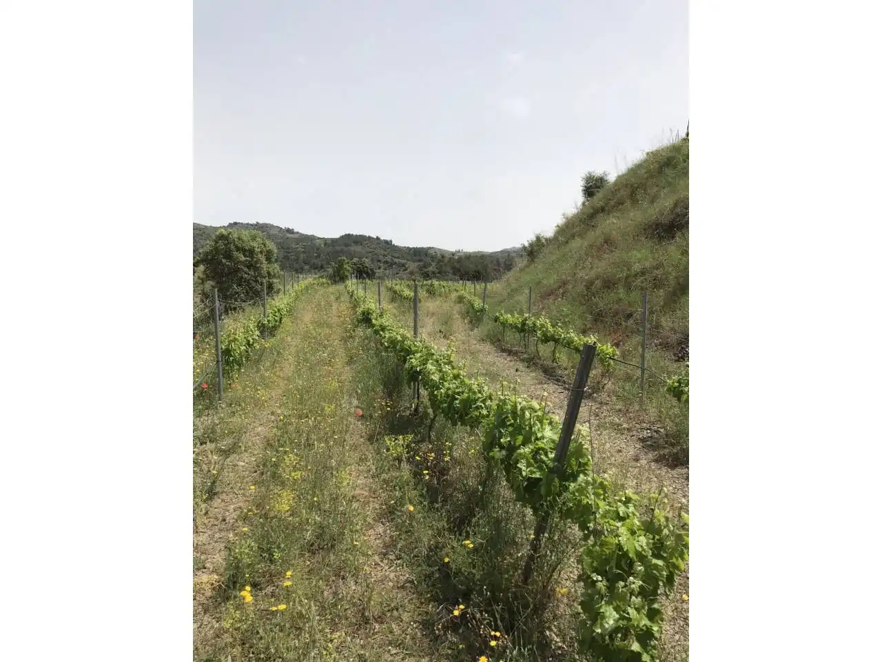 Rural land for sale in Calle Lloa, imagen 7