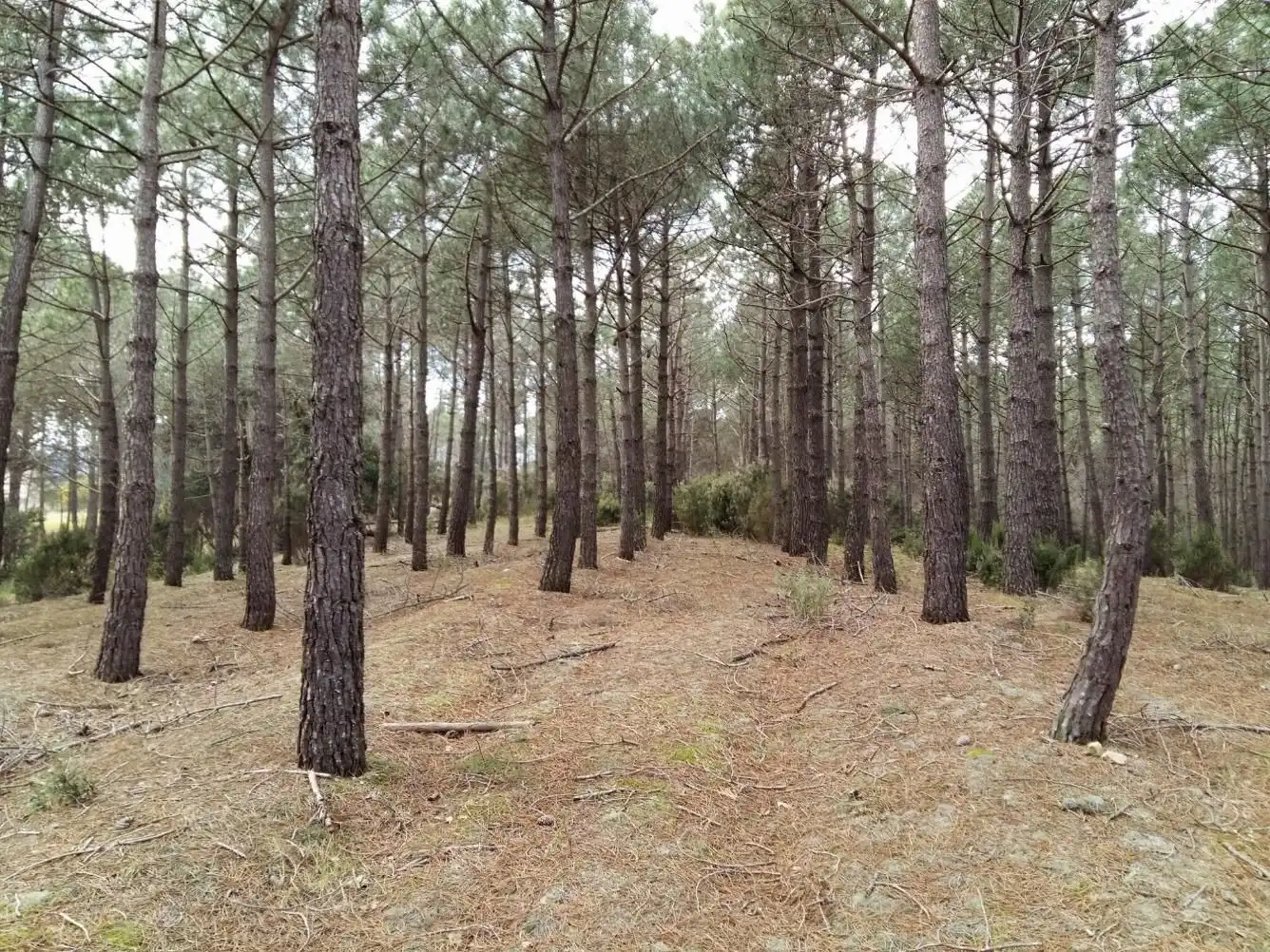 Terreny rústic en venda a Niàgara Parc - Àgora Parc, imagen 2