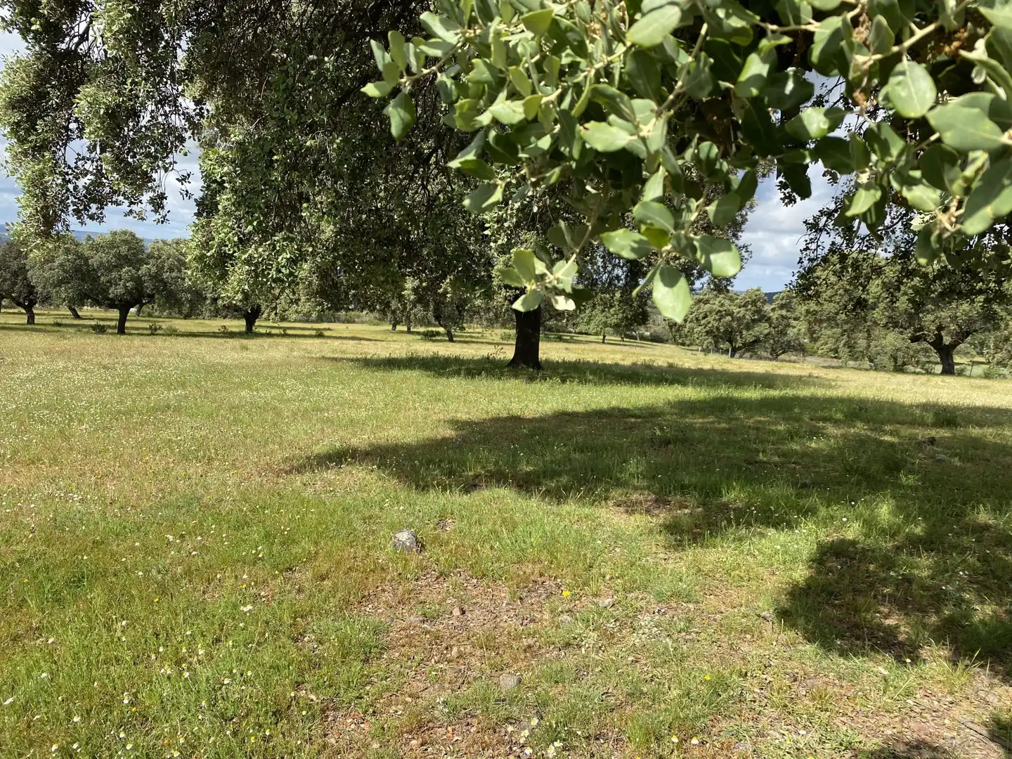 Terreno en venta en Deleitosa