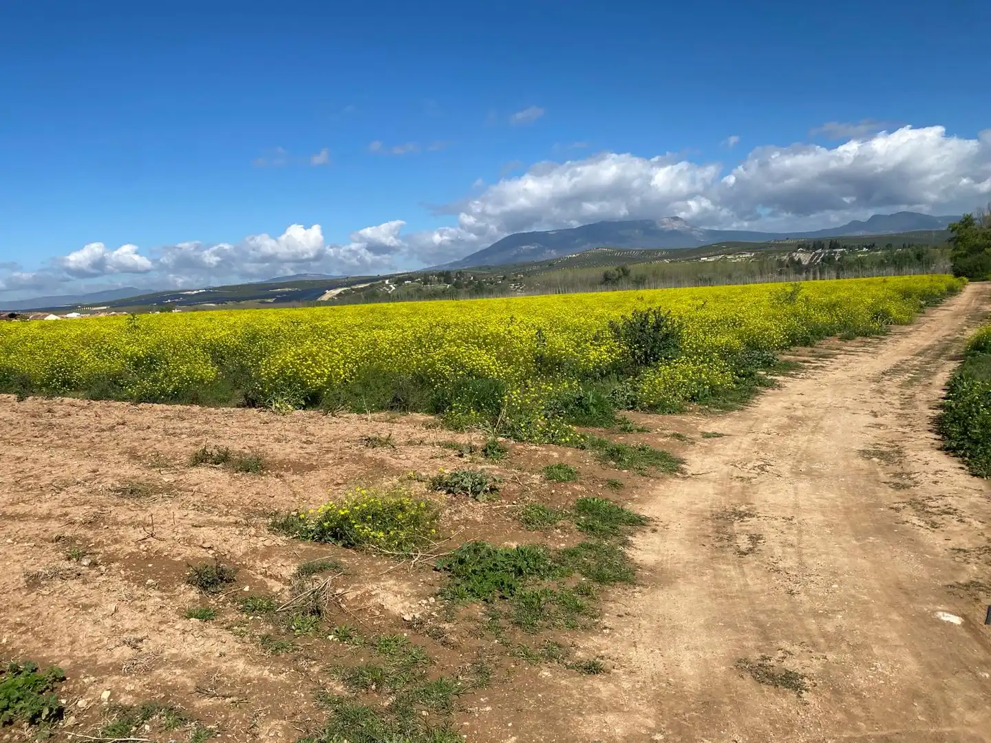 Rustikales Grundstück zum Verkauf in Pinos Puente, imagen 21