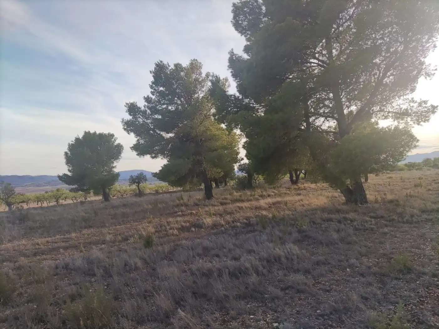Terreno rústico en venta en El Pinós / Pinoso, imagen 6