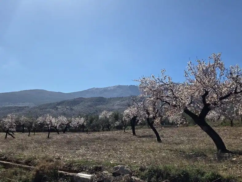 Grundstücke zum Verkauf in Abrucena