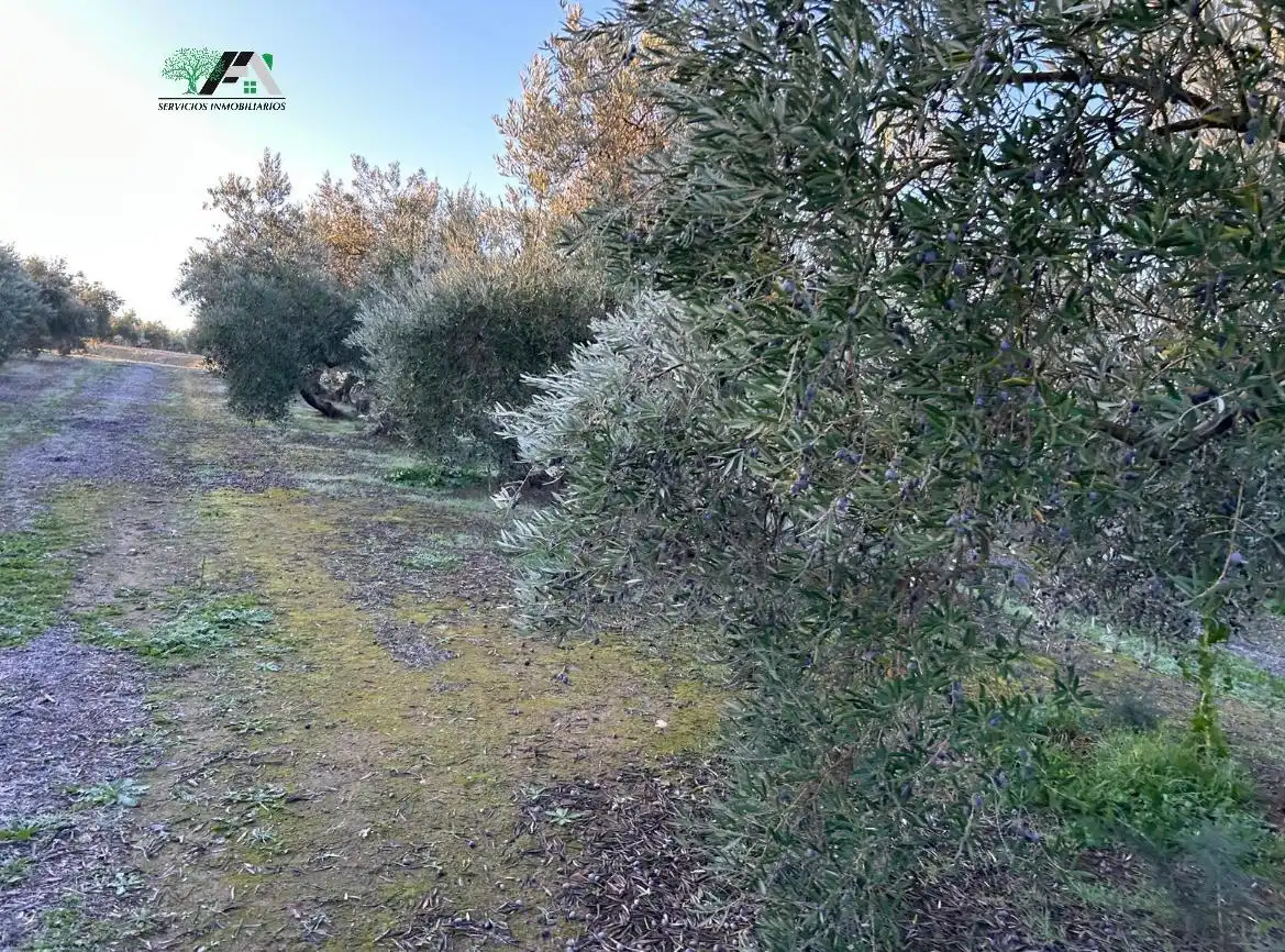 Terreni e lotti in vendita a Mancha Real, imagen 2