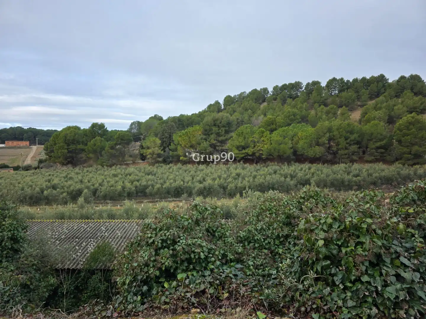 Terreno rustico in vendita a Alpicat, imagen 7