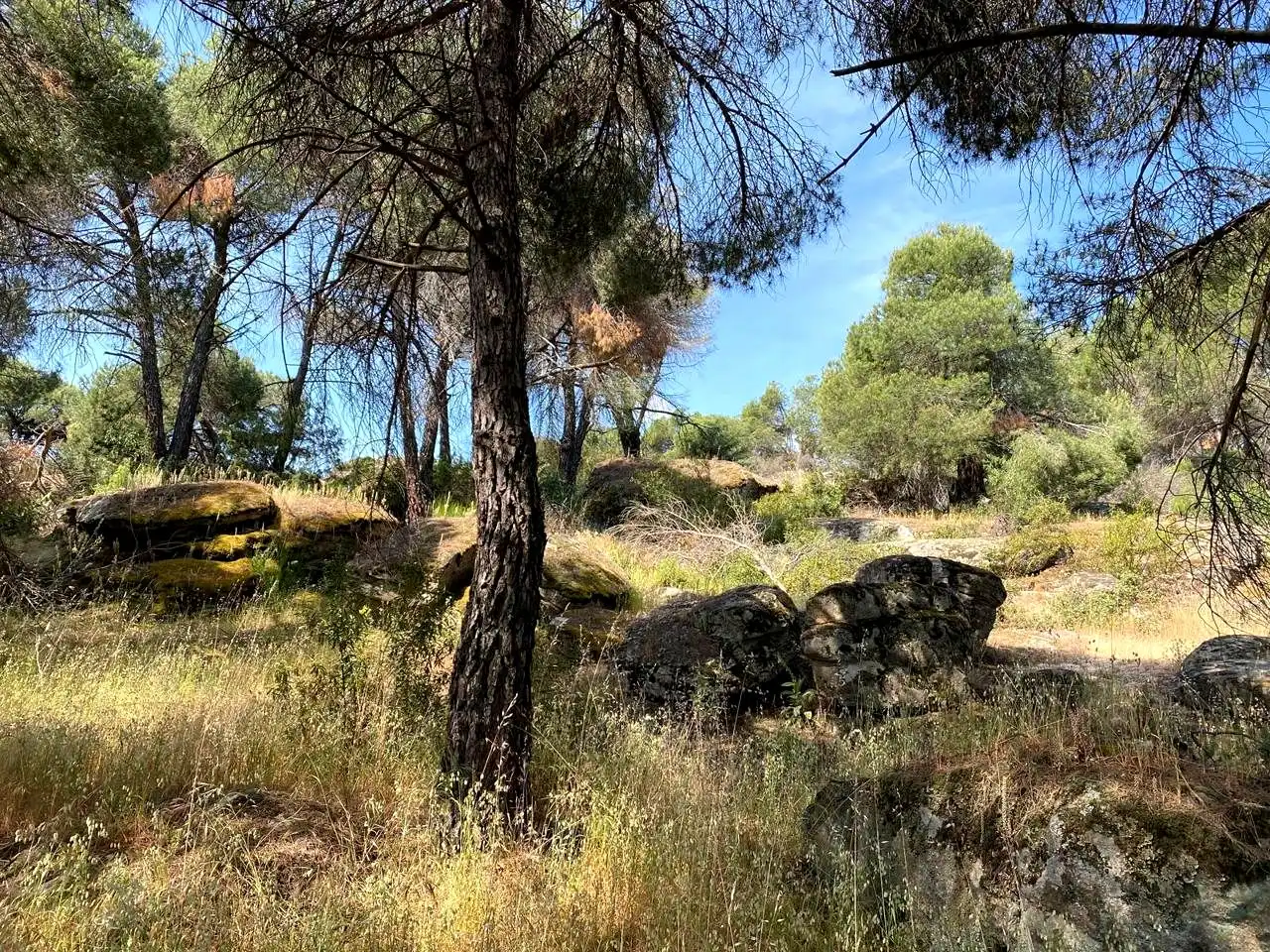 Terreny rústic en venda a Navahoncil, imagen 15