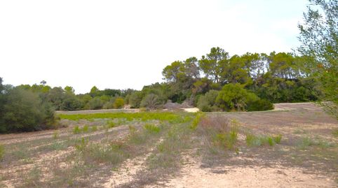 Finca con proyecto  básico  aprobado para una vivienda en Muro, immagine 4