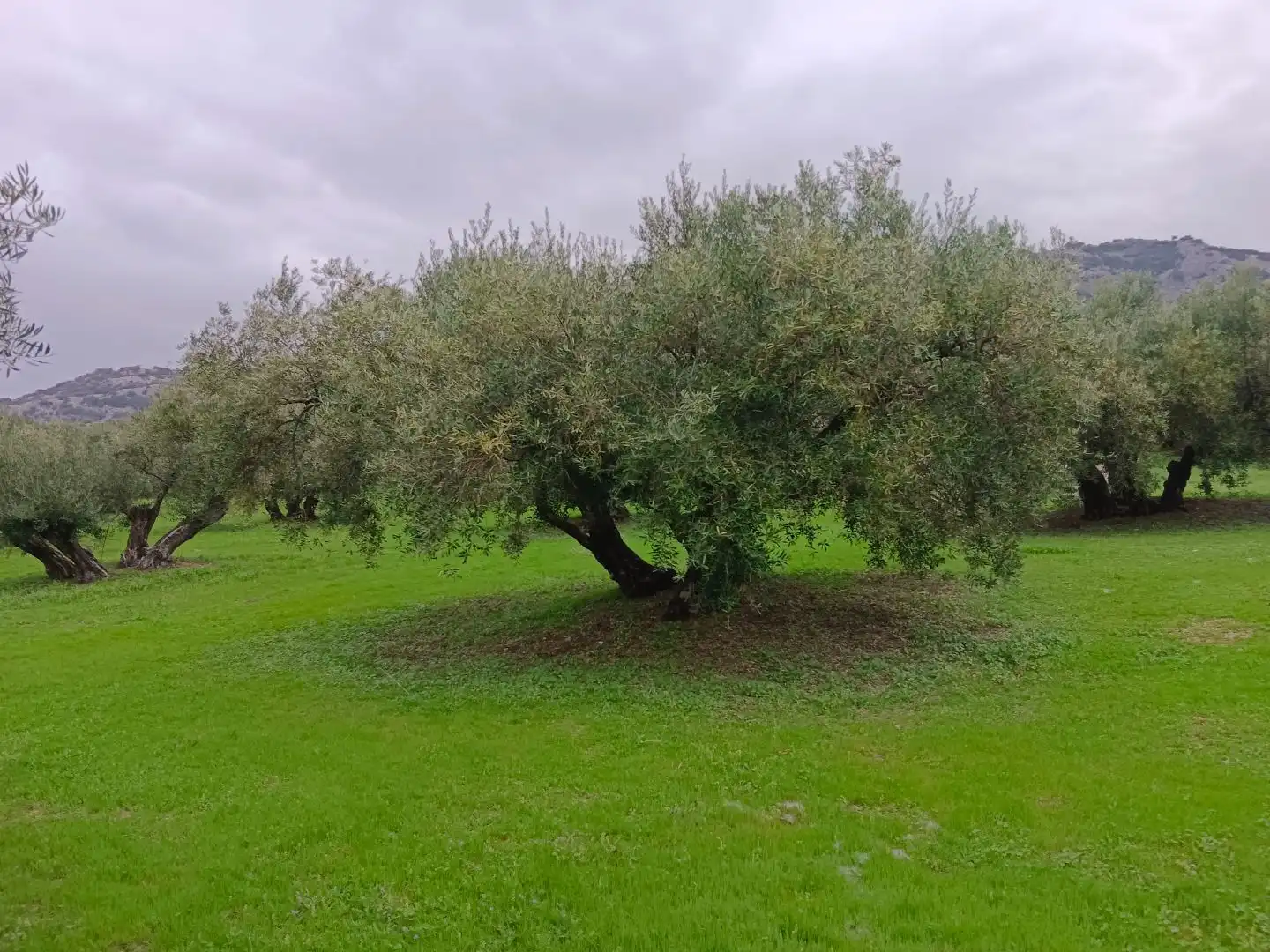 Terreno en venta en Zuheros