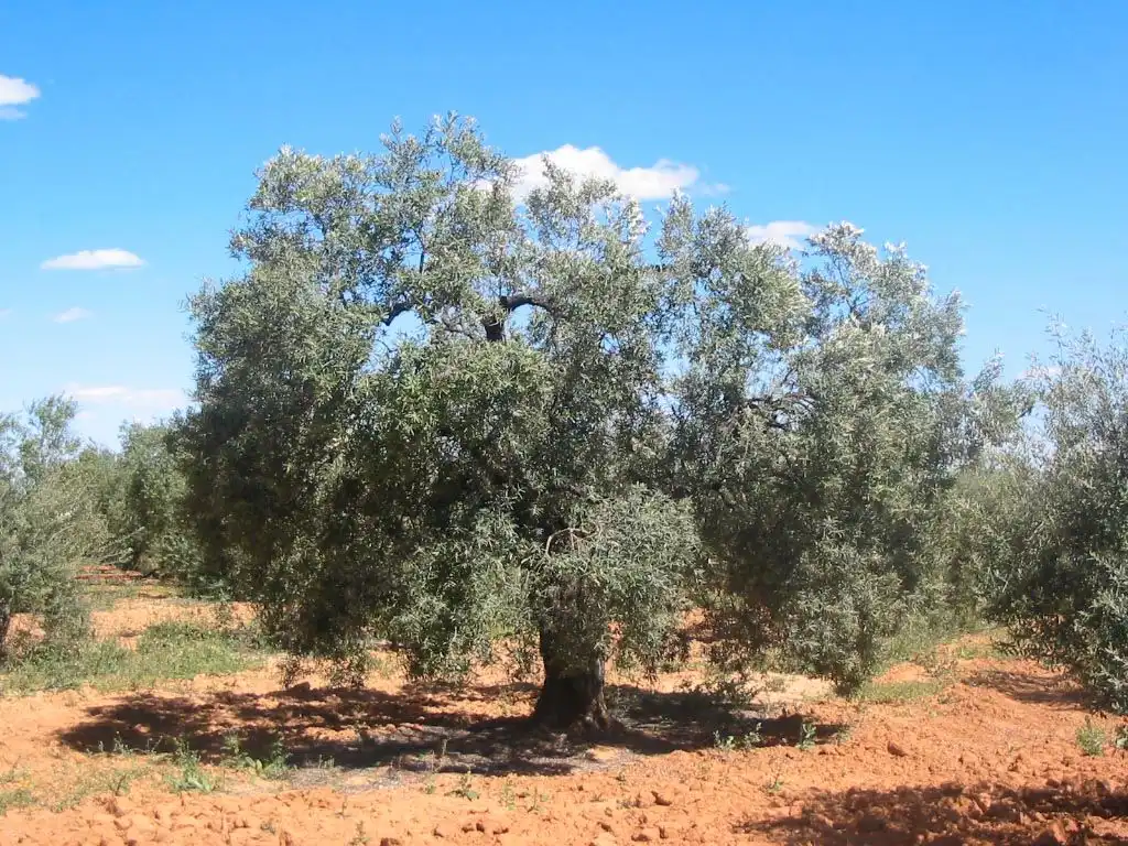 Terreni e lotti in vendita a Alcaudete
