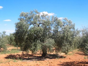 Terreno rustico in vendita a Alcaudete