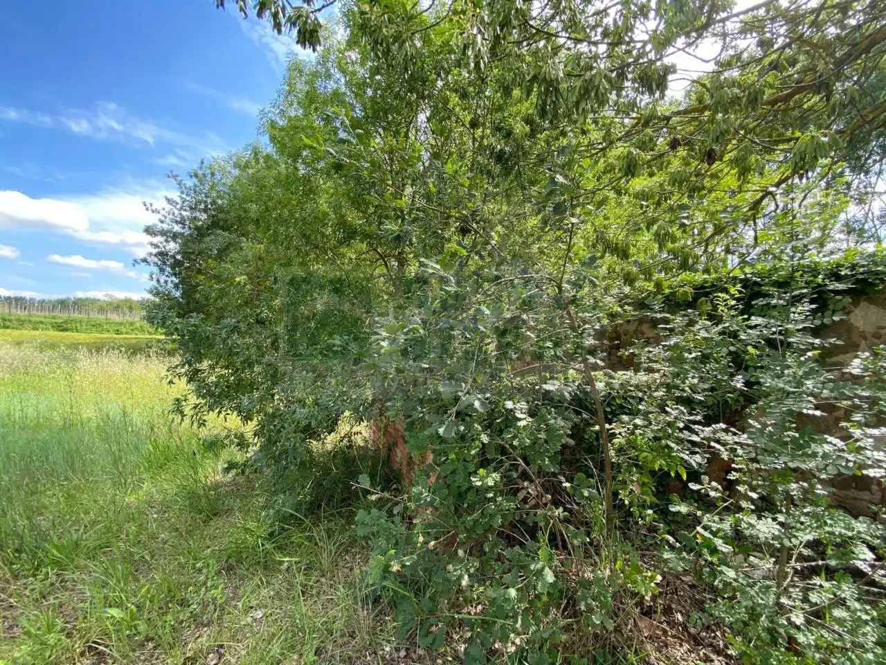 Finca rústica en venta en La Pera