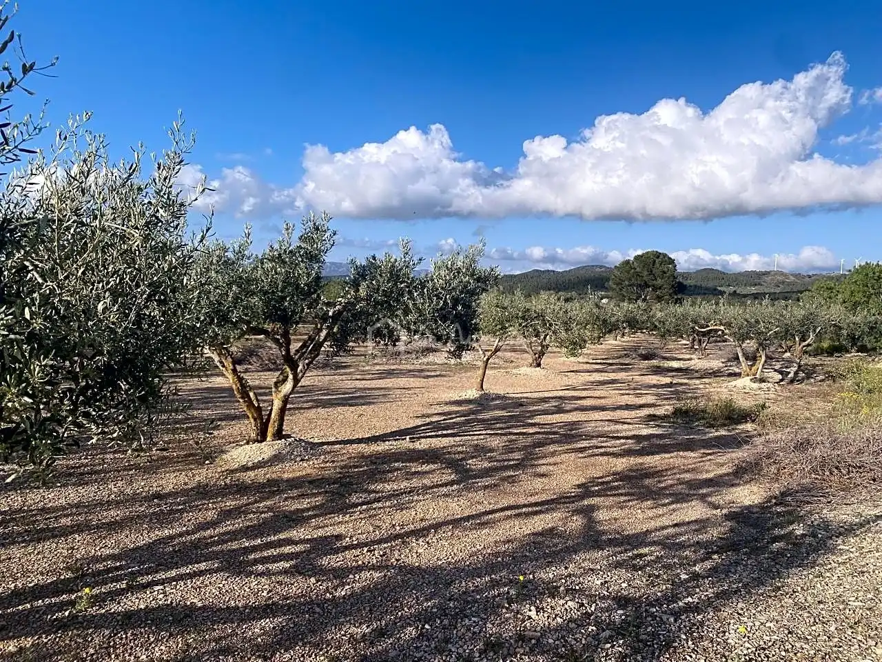 Terreno rustico in vendita a Burgà, imagen 21