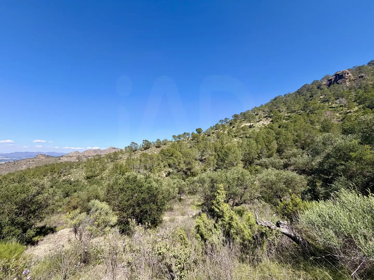 Terrain rustique à vendre à Cieza, imagen 18