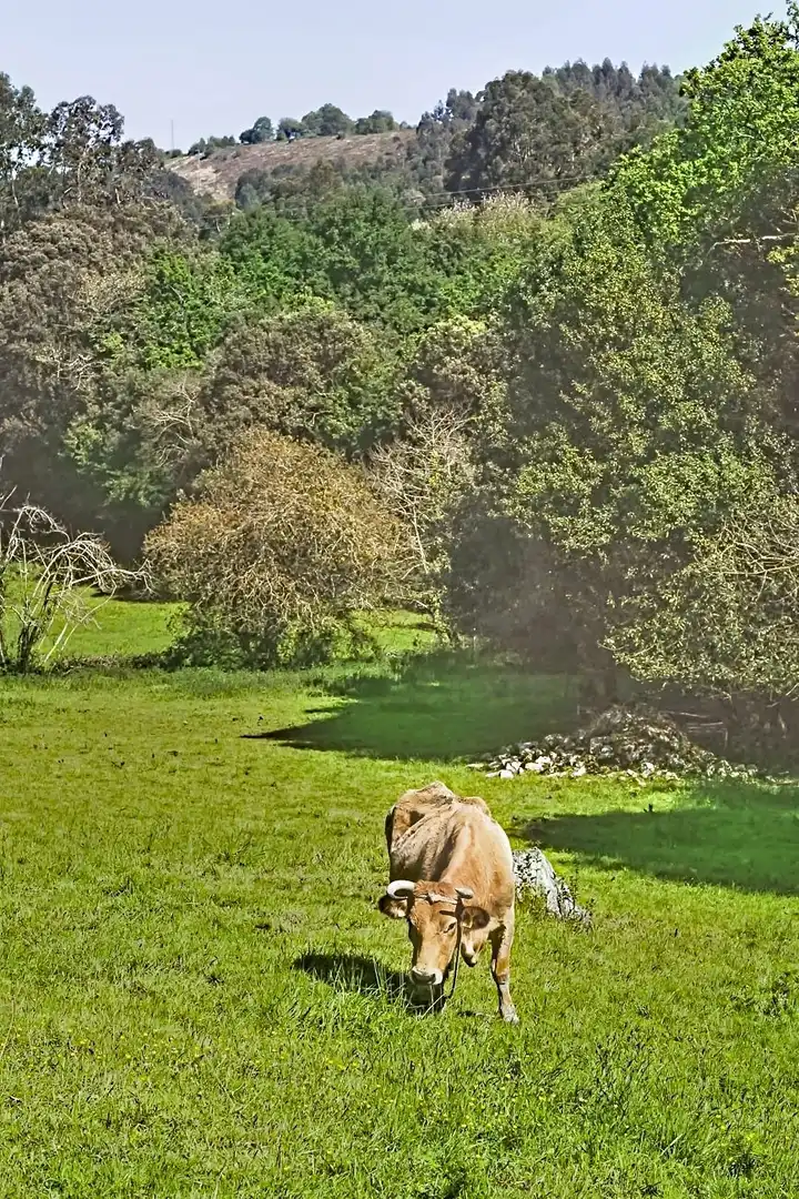 Jardí de Finca rústica en venda en Llanes amb Aire condicionat i Calefacció