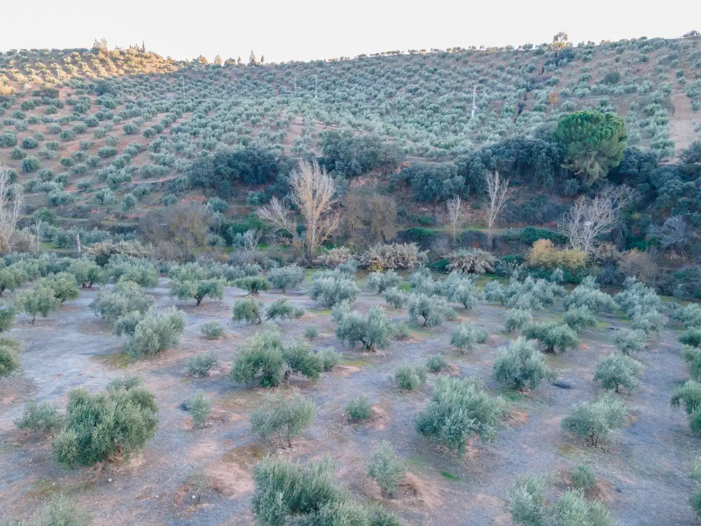 Terreno rustico in vendita a Calicasas, imagen 19