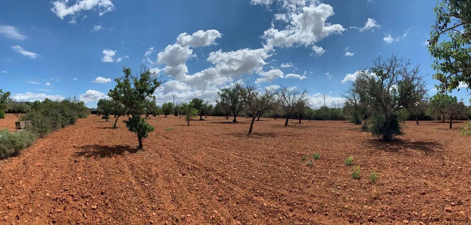 Terreno rustico in vendita a Llucmajor pueblo, imagen 12