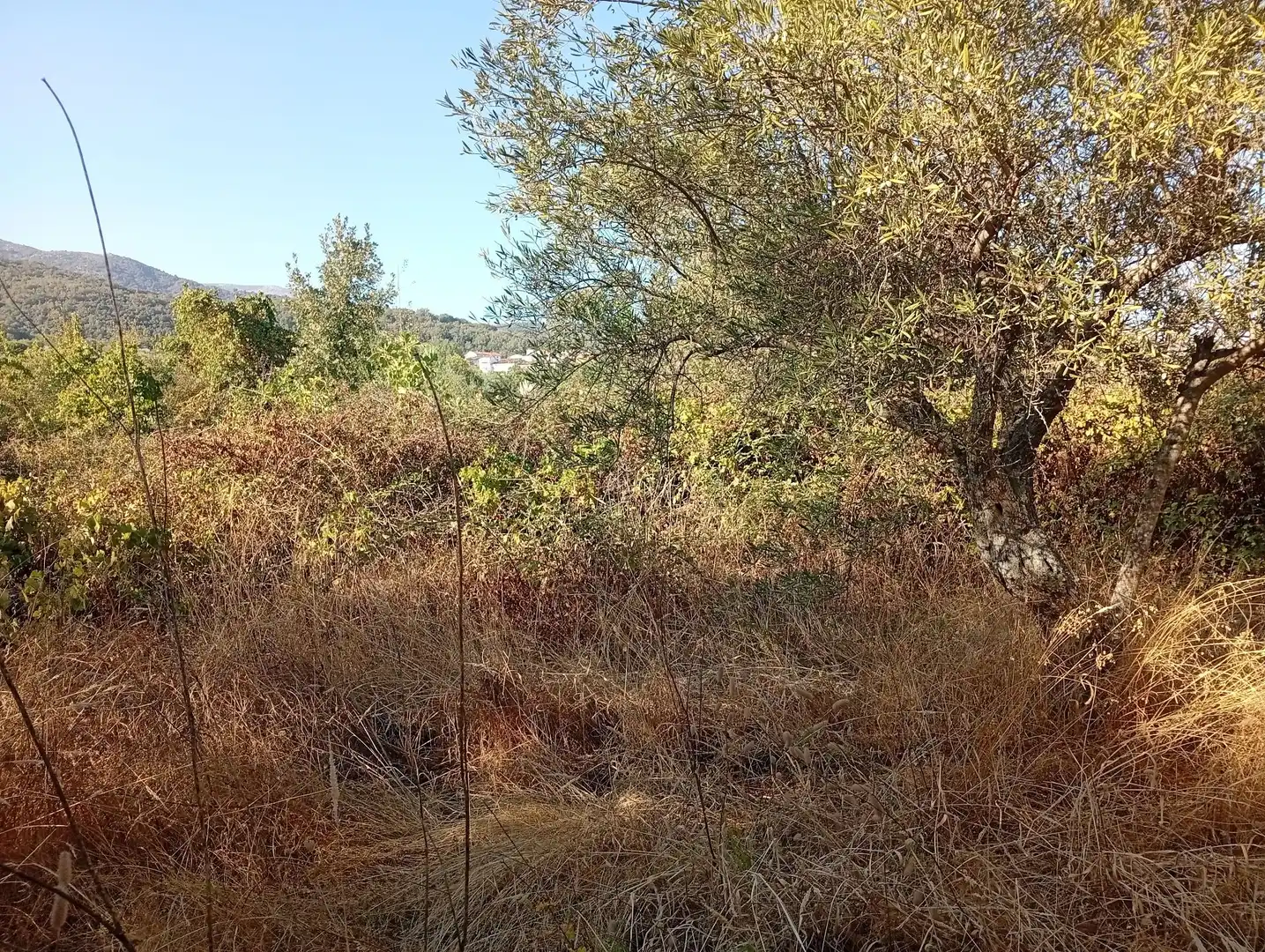 Terreni e lotti in vendita a Villanueva de la Vera, imagen 4