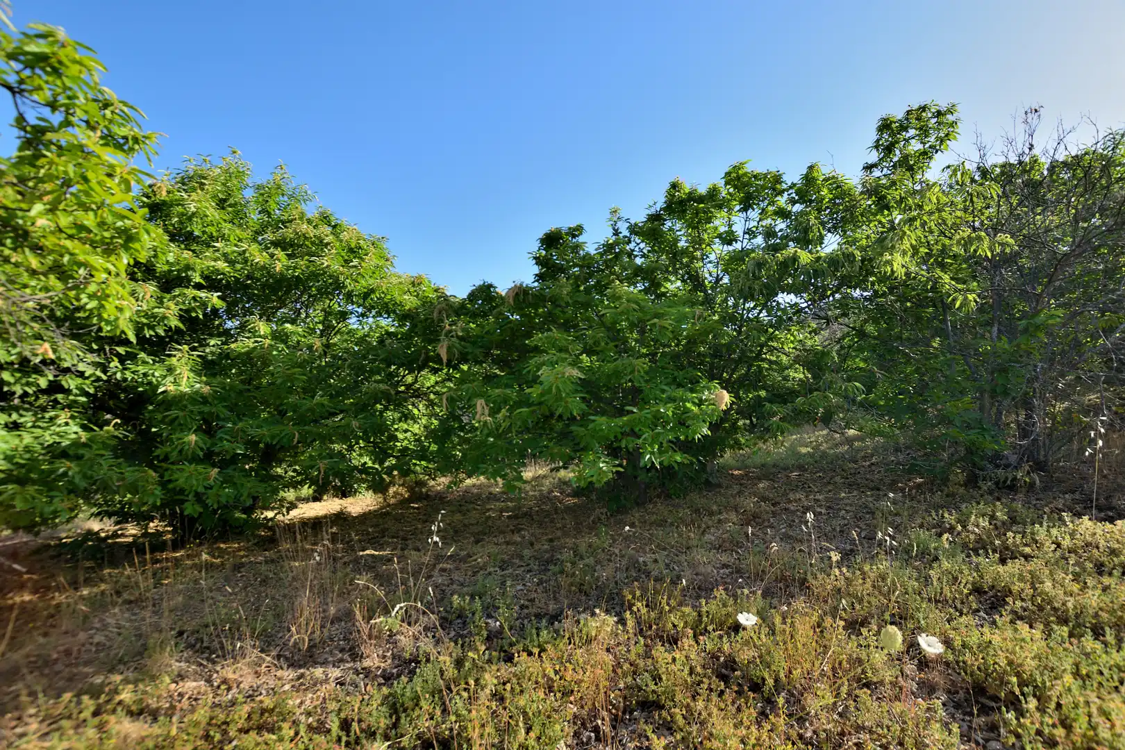 Terreno en venta en Calle Padre Francisco Rodríguez Gallego, 29, Cartajima