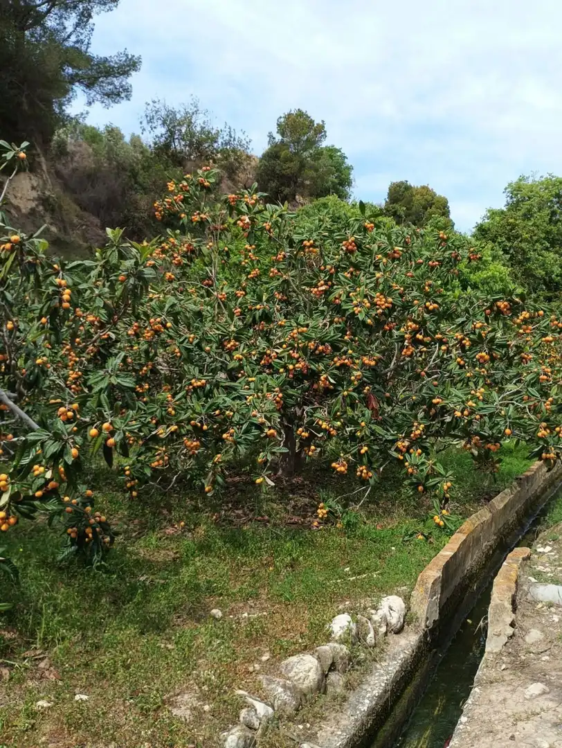 Jardí de Finca rústica en venda en La Nucia amb Traster