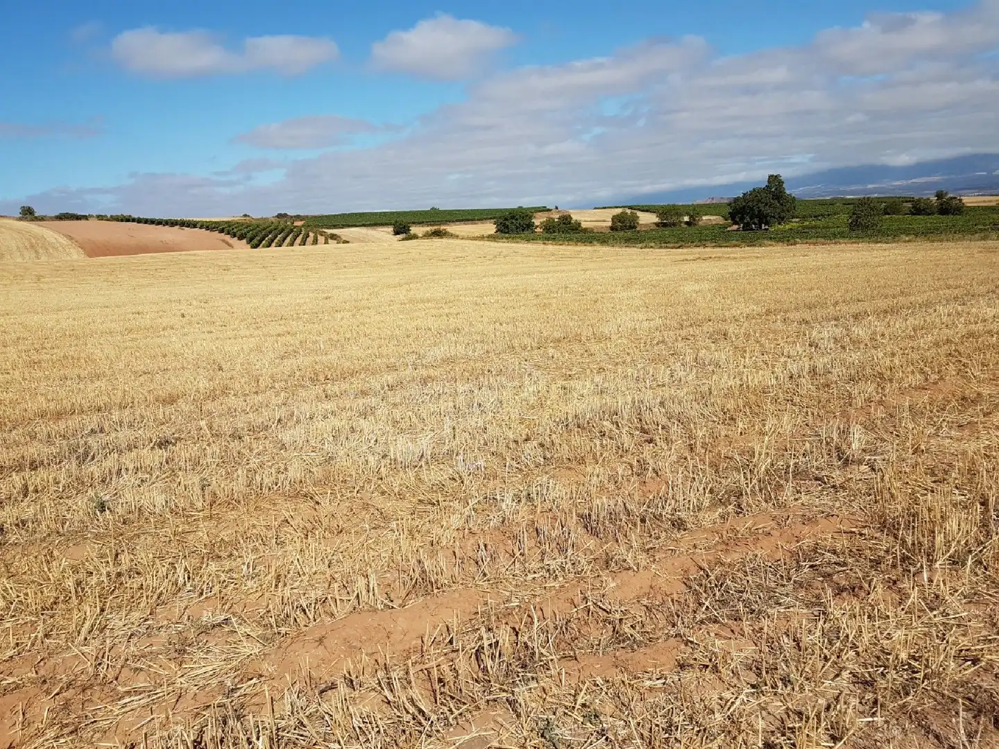 Terrain rustique à vendre à Clavijo, imagen 4