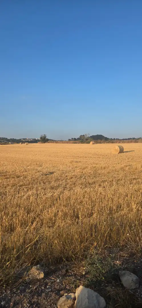 Terreno rustico in vendita a Montuïri, imagen 3
