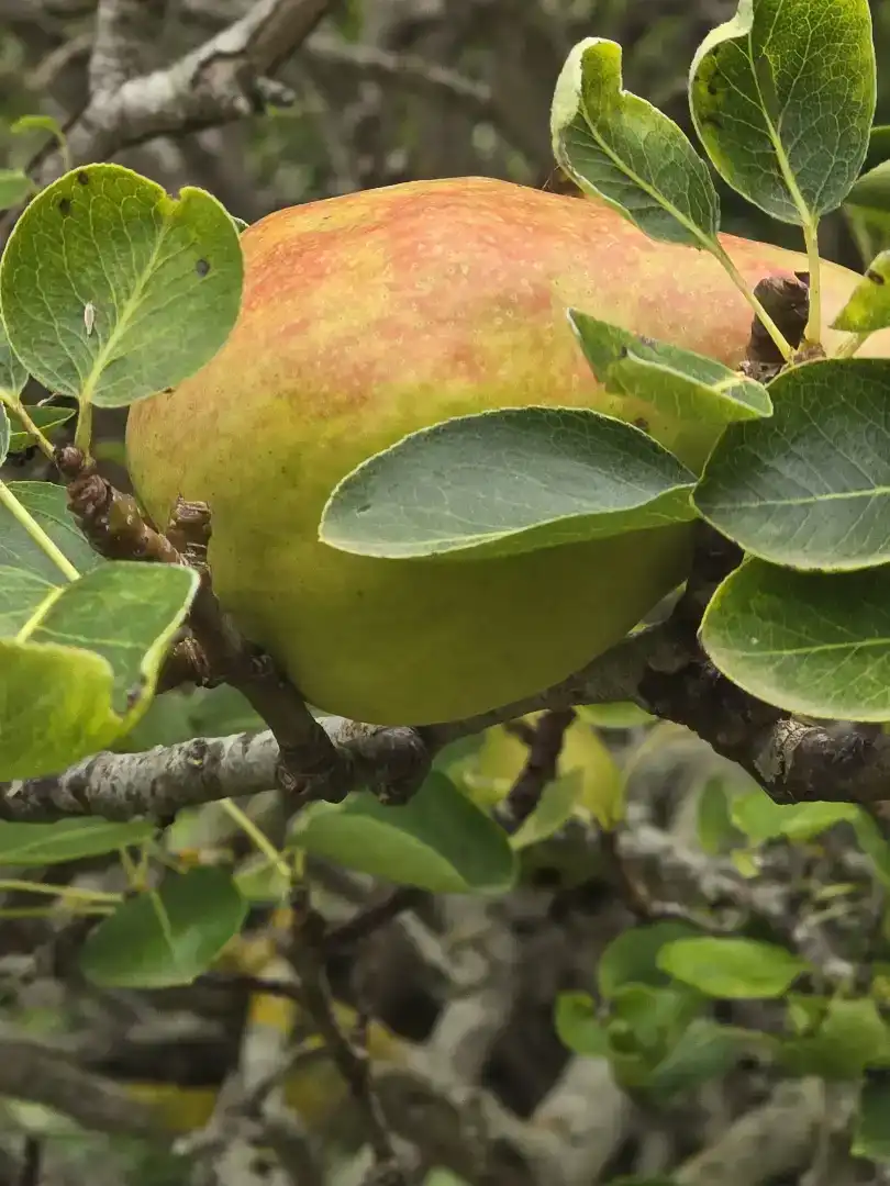 Jardí de Casa o xalet en venda en Tacoronte amb Balcó