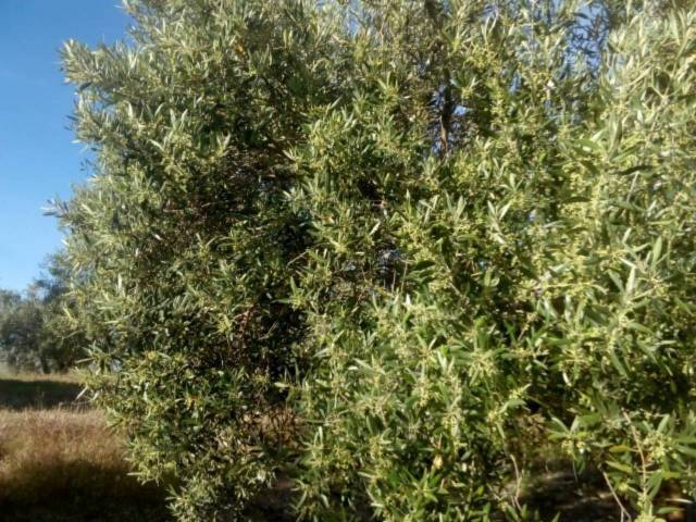 Terreno en Venta en Baena