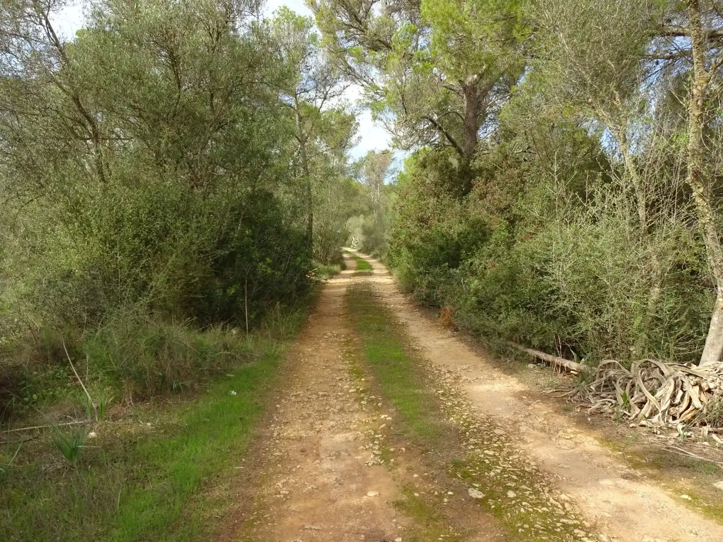 Vista exterior de Finca rústica en venta en  Palma de Mallorca