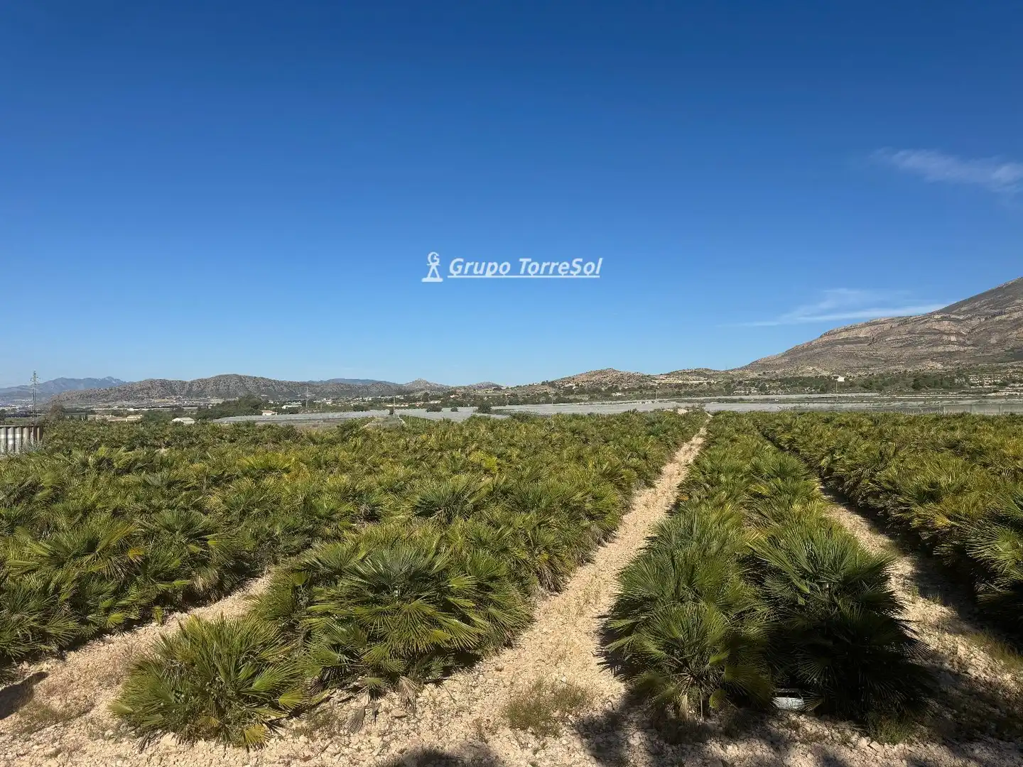 Land for sale in Monforte del Cid