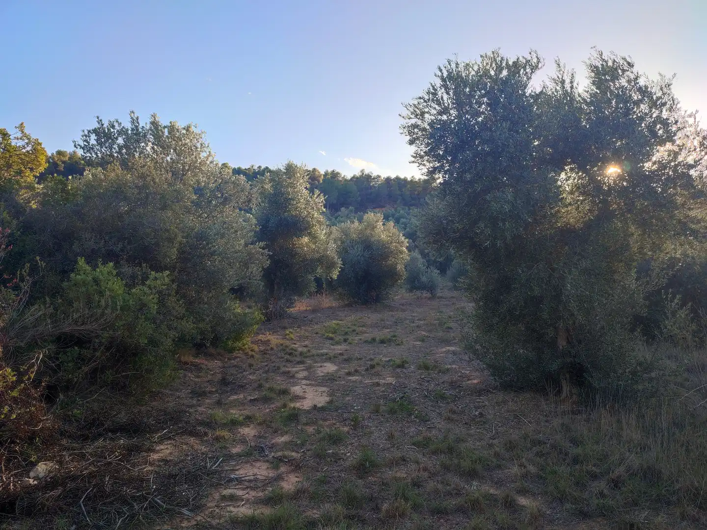 Terreno rústico en venta en L'Albagés, imagen 45