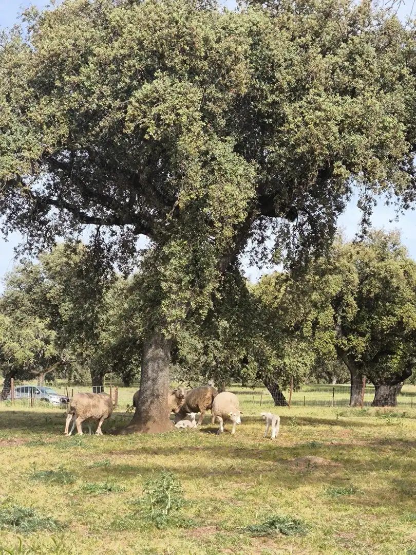 Rural land for sale in Fuente Obejuna, imagen 30