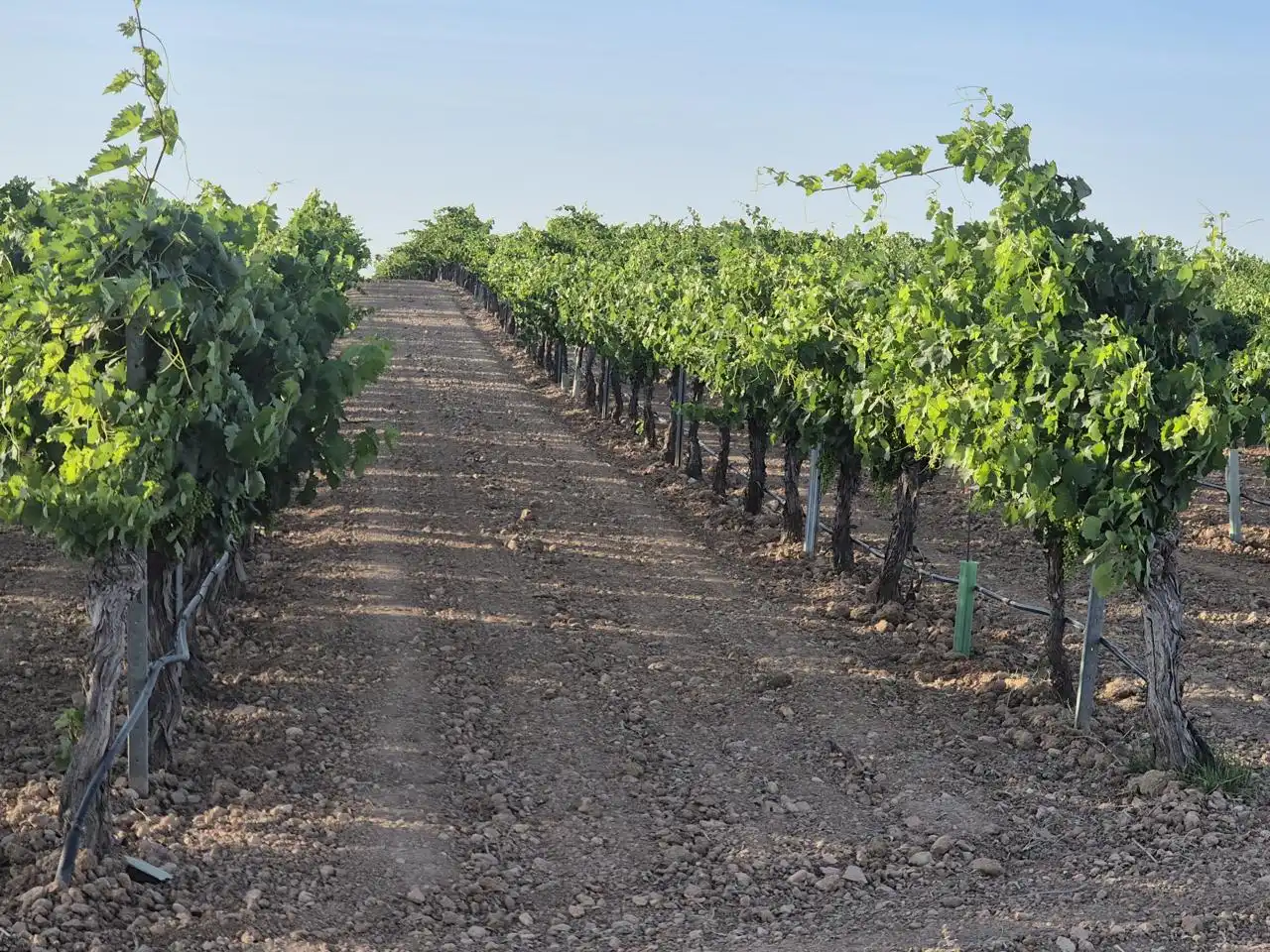 Terreno rustico in vendita a AGRICOLA, imagen 11
