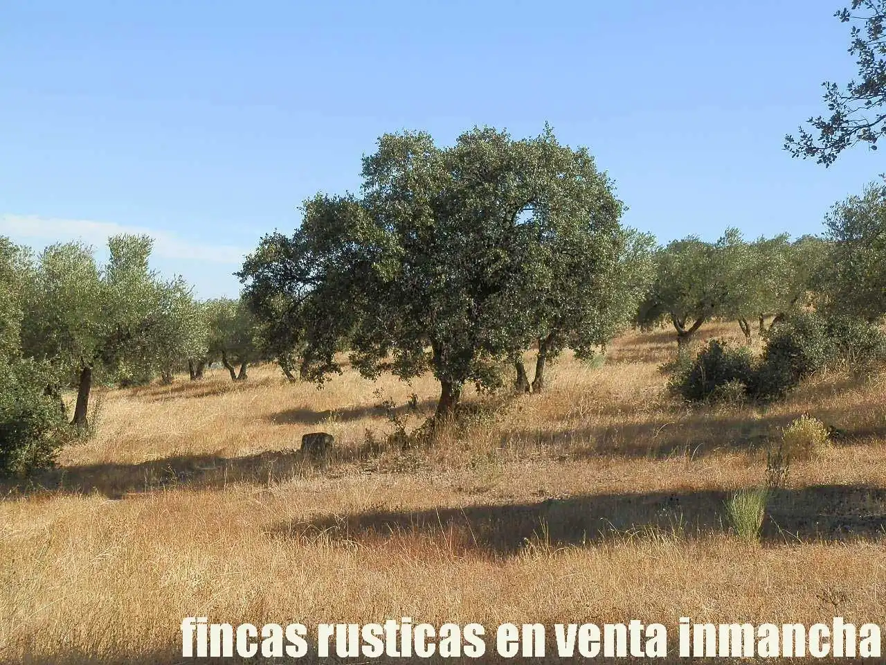 Terreny rústic en venda a Fuente el Fresno, imagen 12