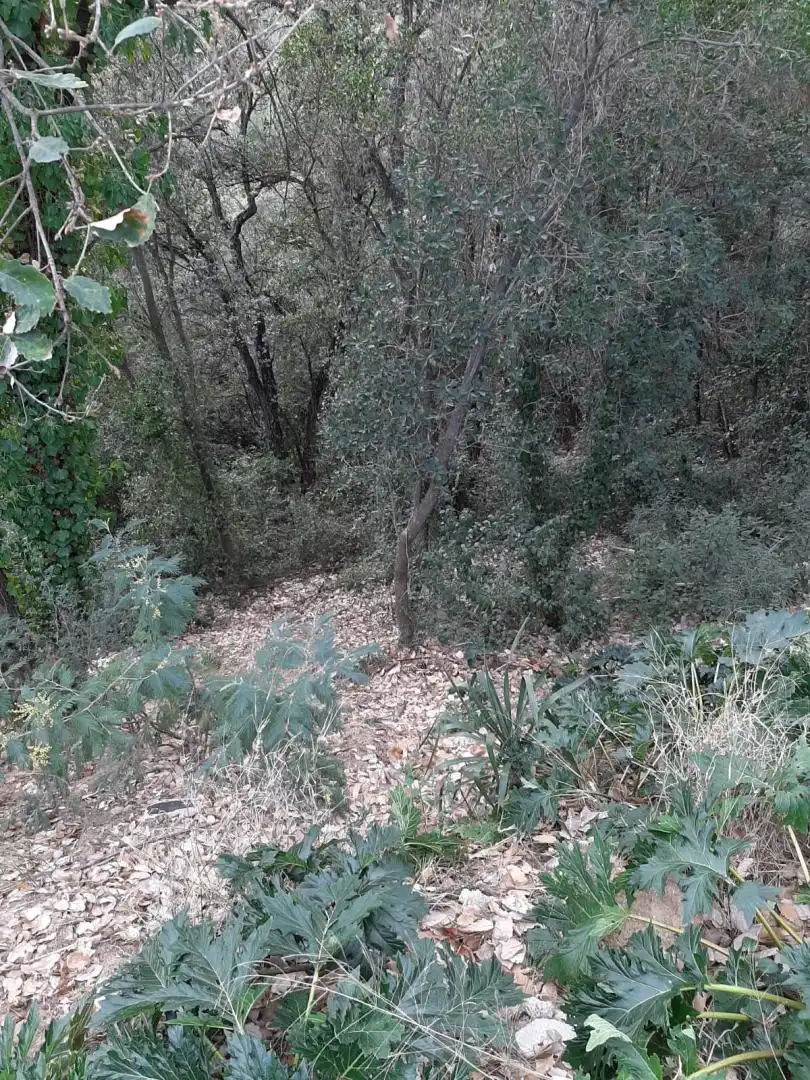 Terreny residencial en venda a Riells i Viabrea