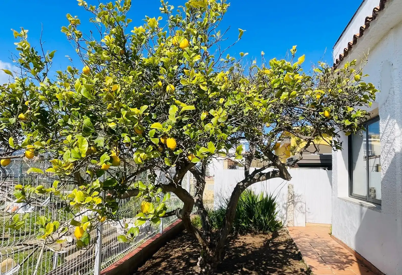 House with garden to rent in Oliva Playa, imagen 3