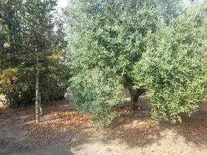 Land for sale in La Masó