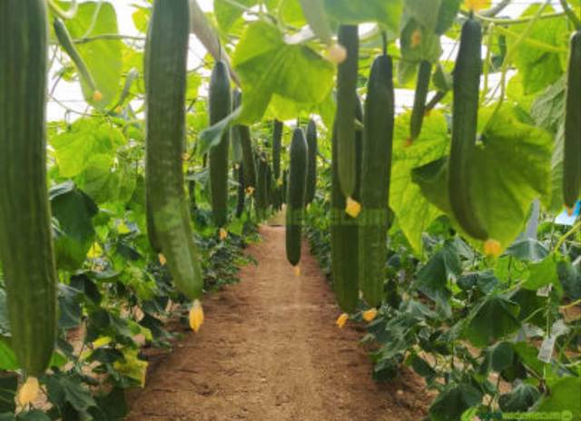 Terreno en Venta en N/A, -1 en Níjar pueblo