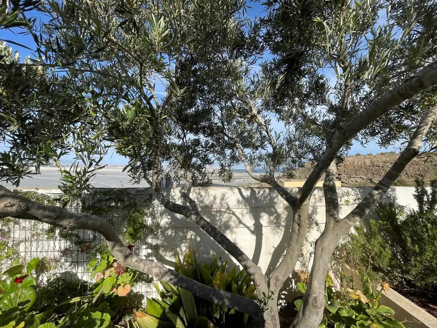 Jardín de Casa o chalet en venta en El Ejido con Jardín privado y Piscina