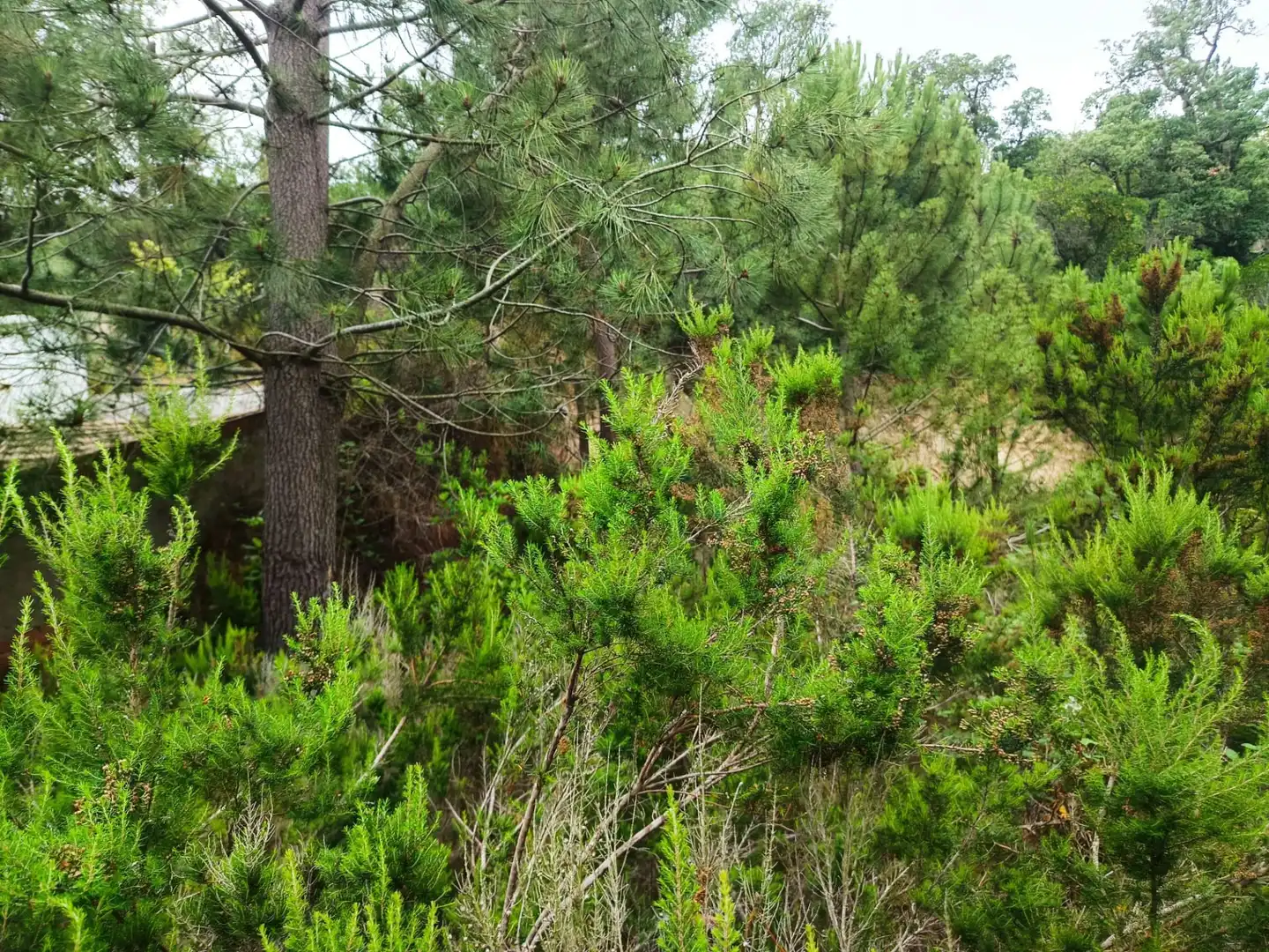Lands and plots for sale in Llagostera, imagen 18