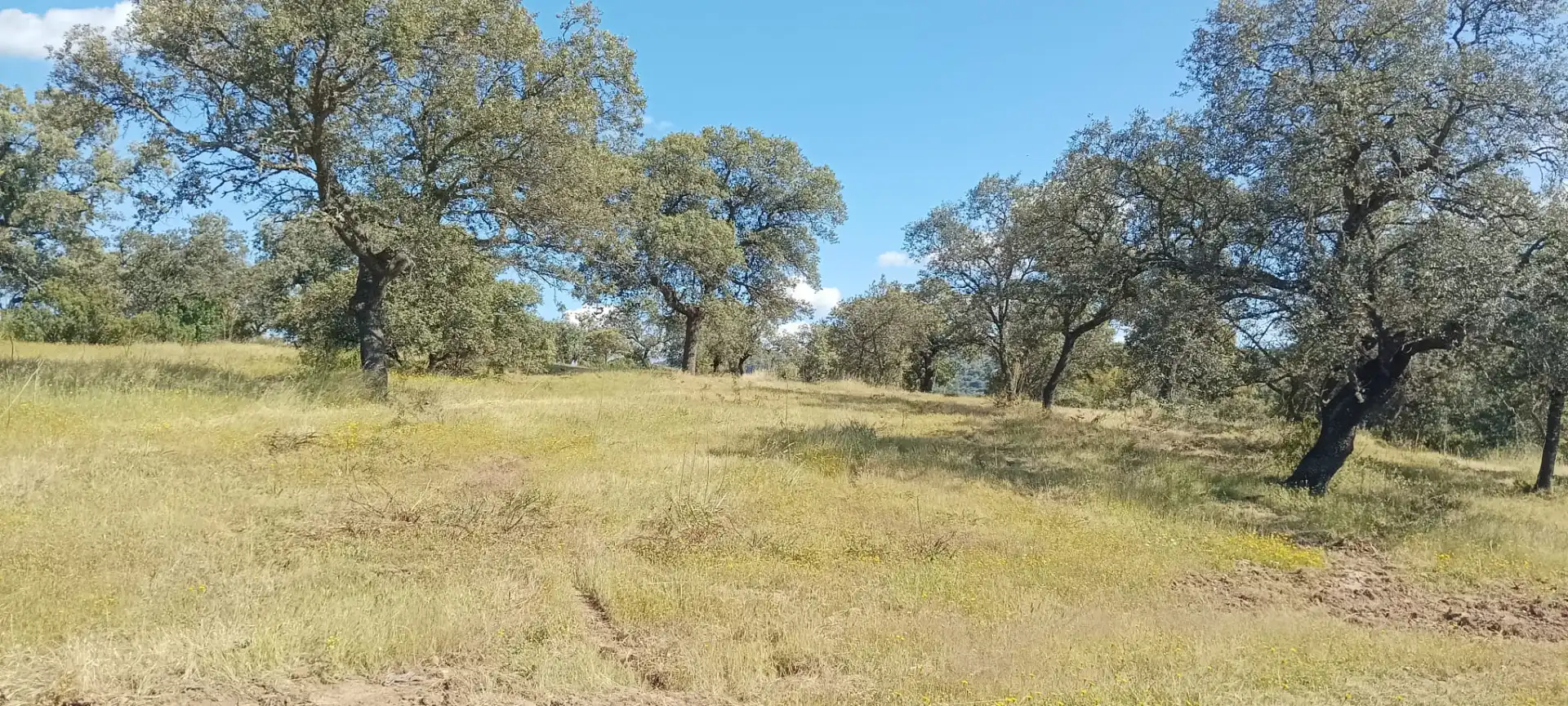 Land for sale in Pozoblanco