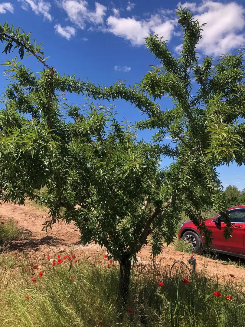 Terrenos y solares en venta en Hellín, imagen 2