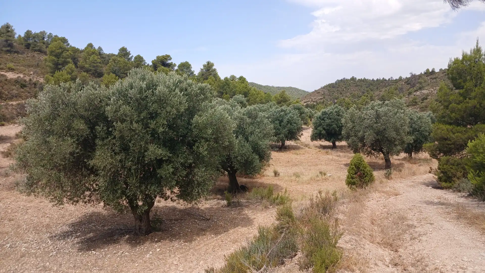 Terreno en venta en Torrevelilla, Teruel